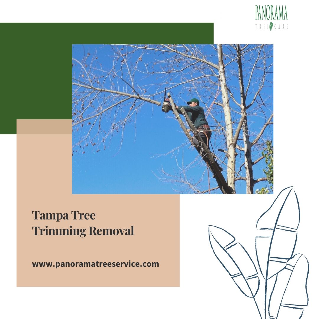 Tampa Tree Trimming Removal