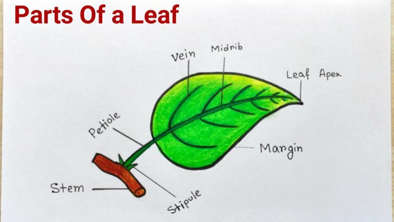 parts-of-a-leaf-with-their-structure-and-functions