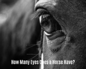 How Many Eyes Does a Horse Have?