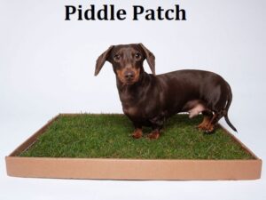 piddle patch