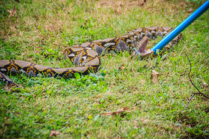 snake catchers in australia