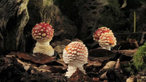 Fly Agaric Mushroom