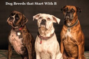 Dog Breeds that Start With B