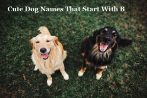 Dog Names That Start With B