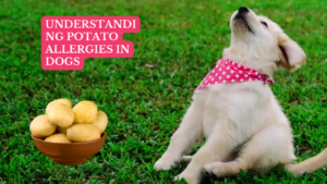 Understanding Potato Allergies in Dogs
