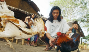 Cockfighting in the Philippines