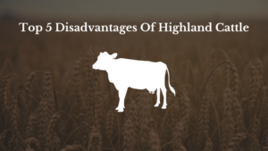 Top 5 Disadvantages Of Highland Cattle