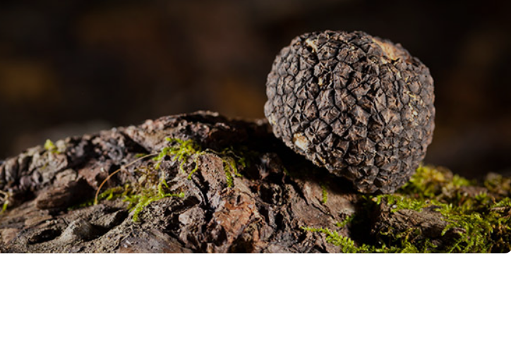 truffle fungus
