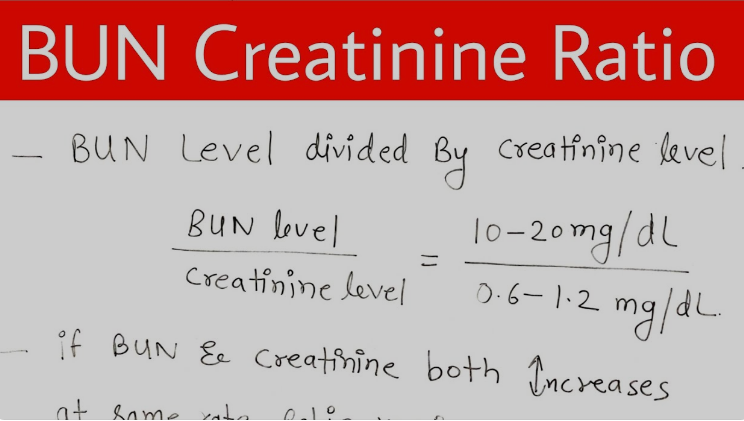 bun/creatinine ratio
