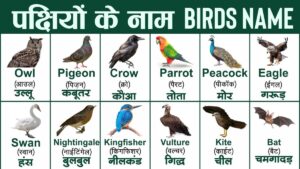 birds name in hindi