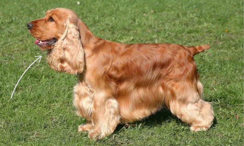 Cocker Spaniel