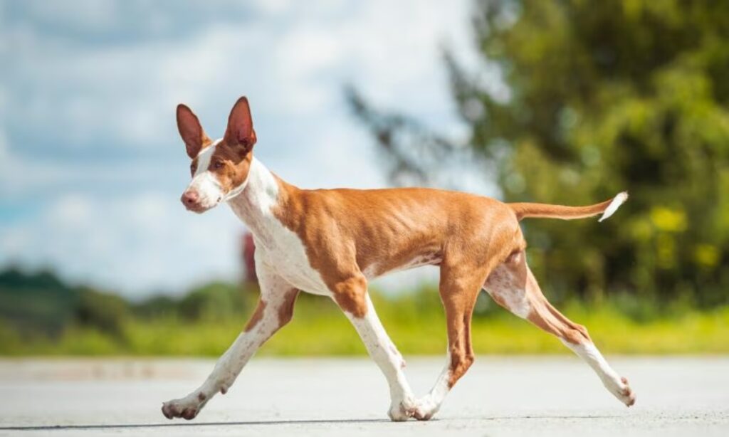 Ibizan Hound