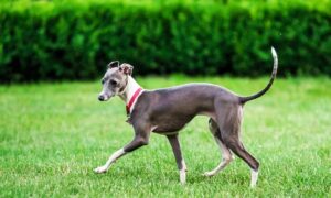 Italian Greyhound