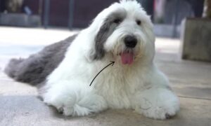 Old English Sheepdog