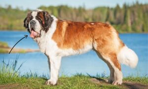 Saint Bernard