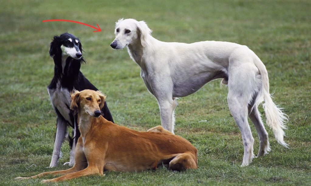 Saluki