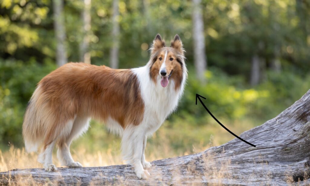 Scotch Collie